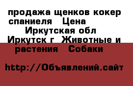 продажа щенков кокер спаниеля › Цена ­ 7 000 - Иркутская обл., Иркутск г. Животные и растения » Собаки   